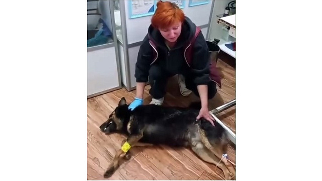 Полиция начала проверку после массового отравления собак в Сочи