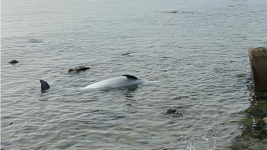 В Анапе экологи зафиксировали массовую гибель дельфинов 