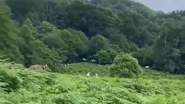 В Сочи приехавшие из Индии слоны сыграли в догонялки с местными коровами