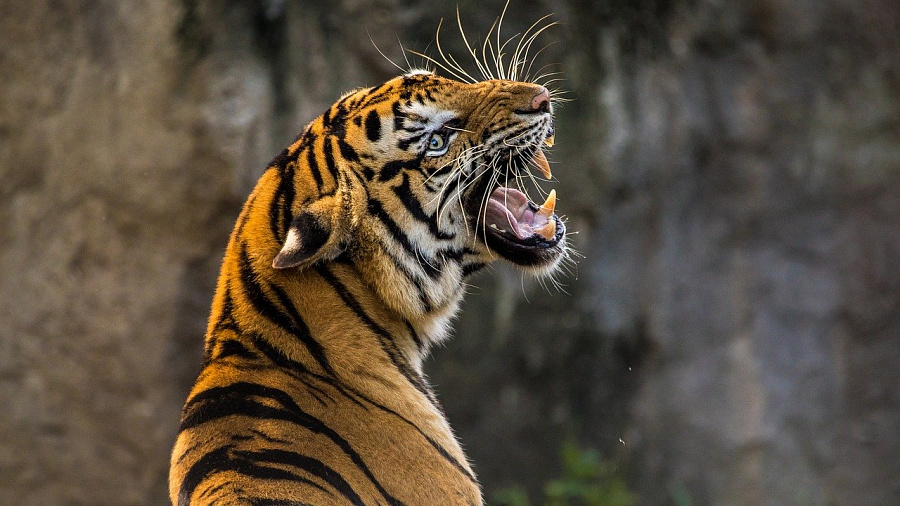 В крымском зоопарке тигр откусил палец ребенку из Краснодара