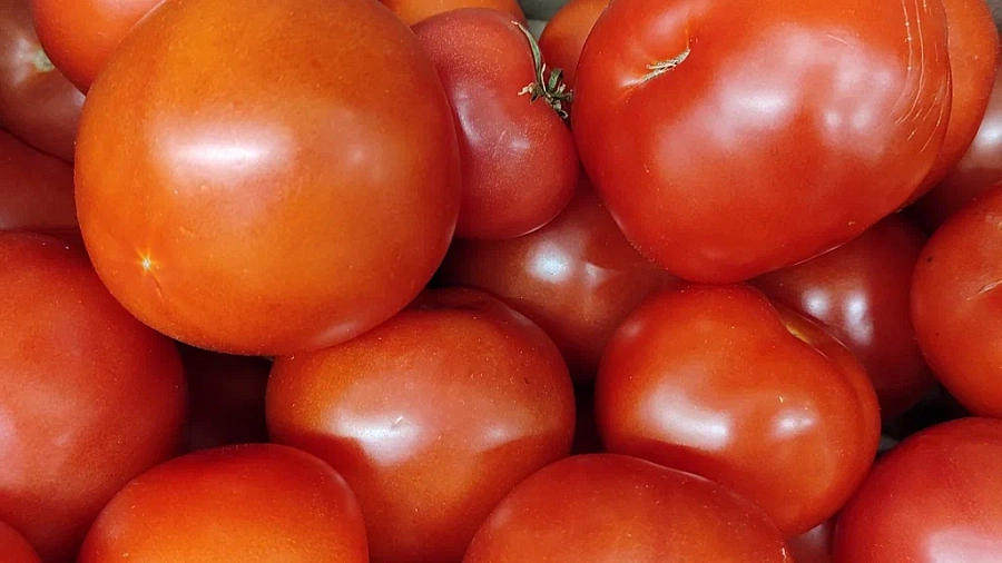 20 тонн египетских помидоров уничтожили на Кубани из-за опасного вируса