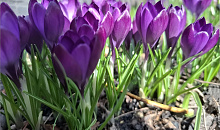 Леус: 11 марта в Краснодаре температура превысит климатическую норму