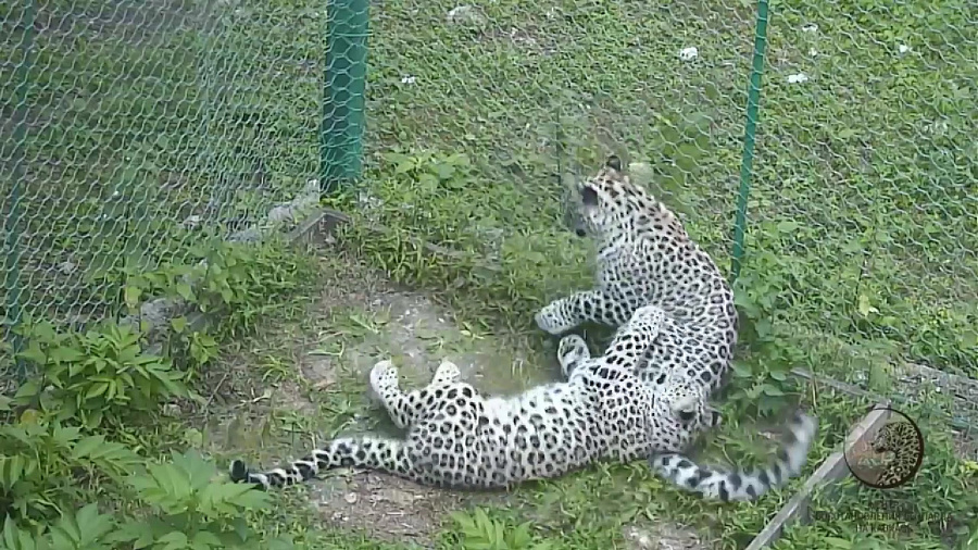 В центре восстановления леопарда на Кавказе в Сочи показали игры молодых котят