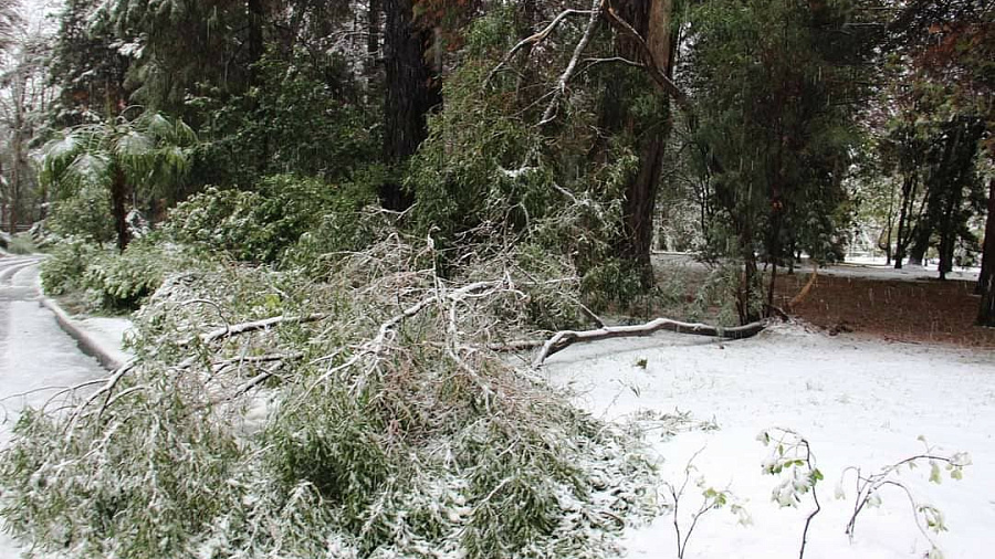 Снегопады в Сочи нанесли ущерб растениям в парке «Дендрарий»