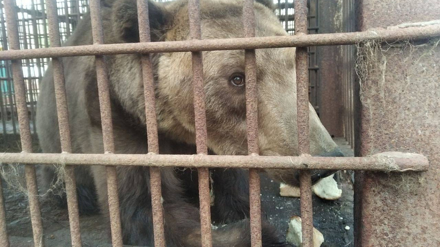 В Сочи спасатели эвакуируют медведя Винни из заброшенного сафари-парка