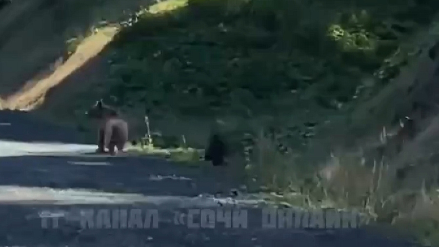 В Сочи убегающих от автомобиля медведицу с малышом засняли на видео
