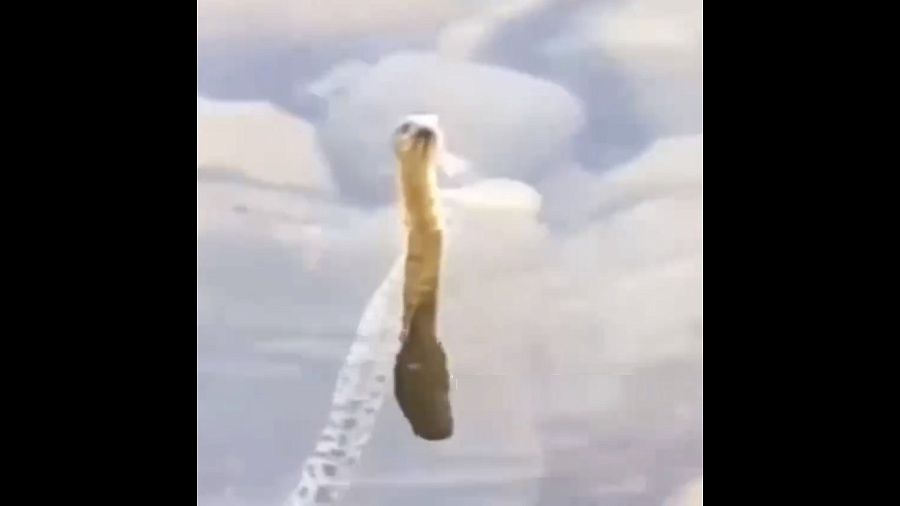 На пляже в Сочи отдыхающие сняли на видео змею, купающуюся в море