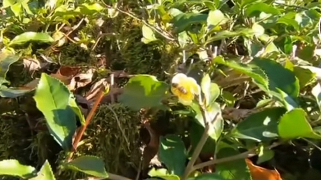 В Сочи зацвел русский чай на самой древней в Краснодарском крае плантации 