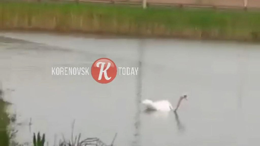 В Кореновске сотрудники полиции разыскивают живодера, поймавшего на удочку белого лебедя