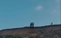 Под Ейском блогеры сбросили «Жигули» с обрыва ради призовой квартиры