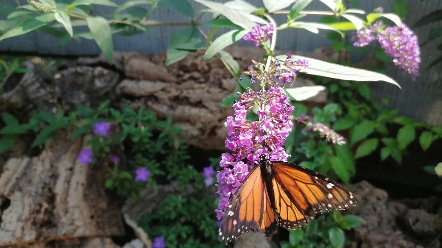 В дендрарии Сочи открылся «Сад бабочек»