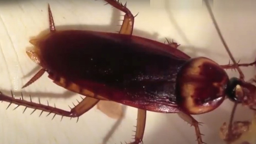 В Сочи расплодились огромные американские тараканы 