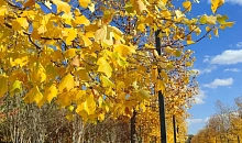 Бабье лето на Кубани продержится до конца недели