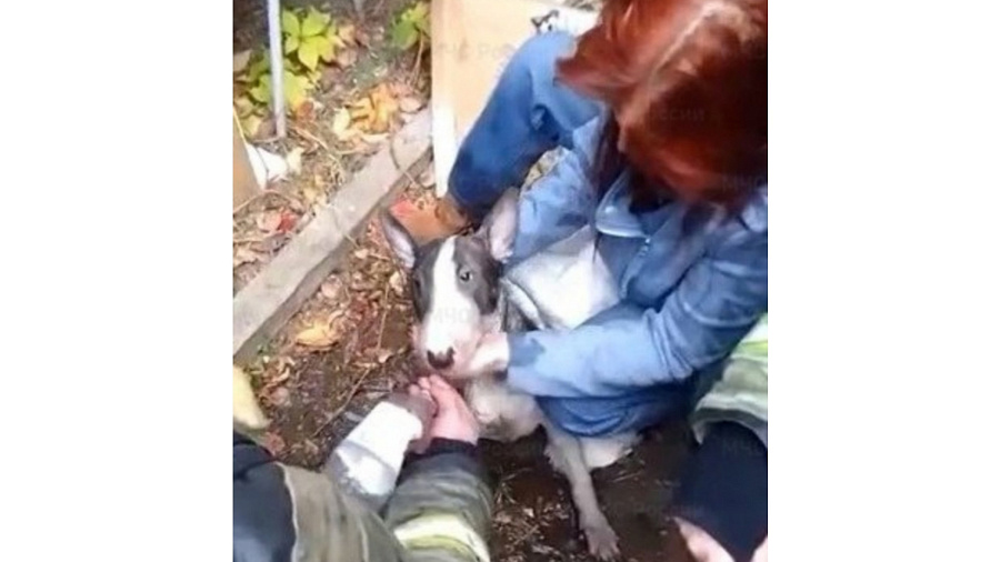 В Краснодаре пожарные спасли собаку из горящего здания 