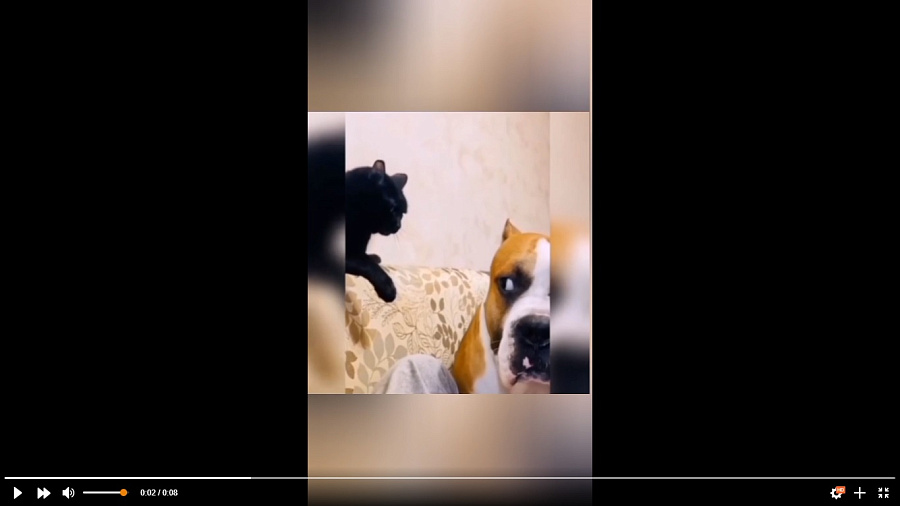 Забавное «общение» пса и кота попало на видео и рассмешило Сеть