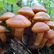 В Горячем Ключе от отравления грибами пострадали 11 человек