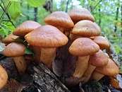 После скандальной драки в Адлере девять участников взяли под стражу