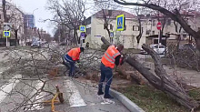Ураганный ветер повалил деревья и вызвал массовые отключения света в Анапе