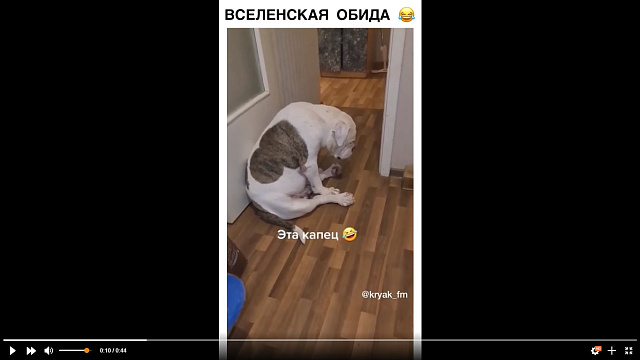 Пес обиделся на жадного хозяина из-за пельменей и рассмешил пользователей Сети