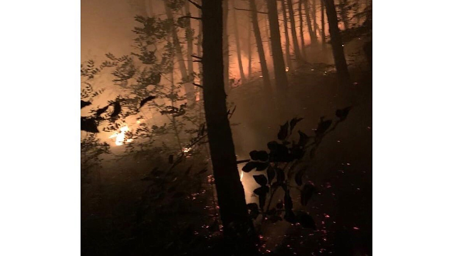 В лесу Геленджика произошел крупный пожар