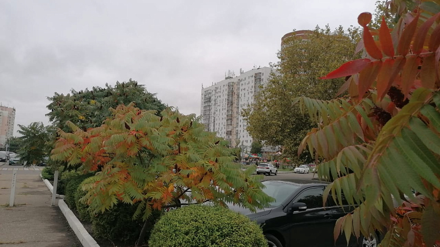 В конце рабочей недели в Краснодаре и крае ожидаются «температурные качели» и шквалистый ветер
