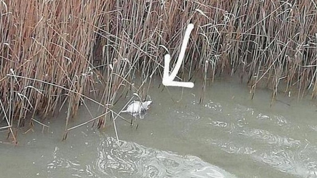 Жители Новороссийска зафиксировали в заповедной лагуне массовую гибель чаек