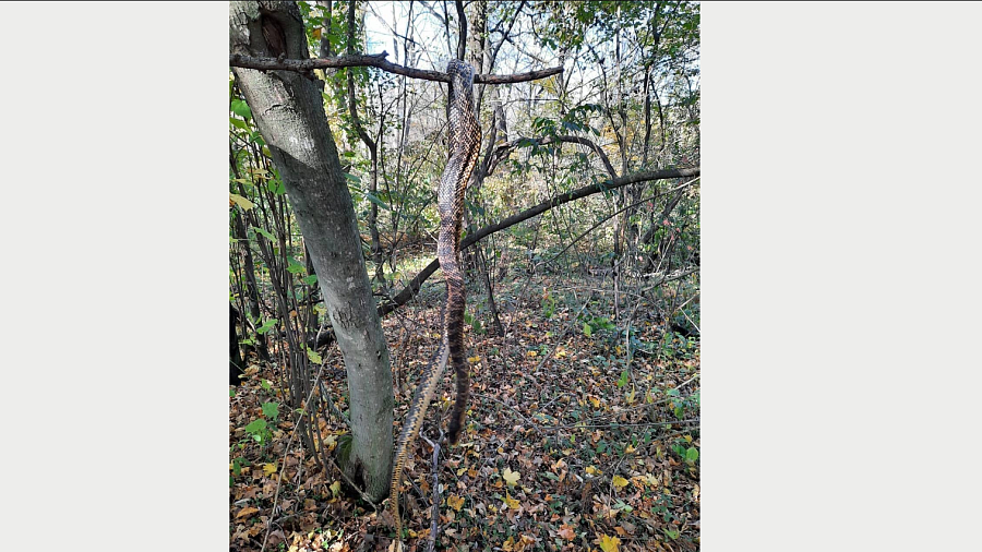 Огромную свисающую с дерева змею нашли грибники в лесу Краснодарского края