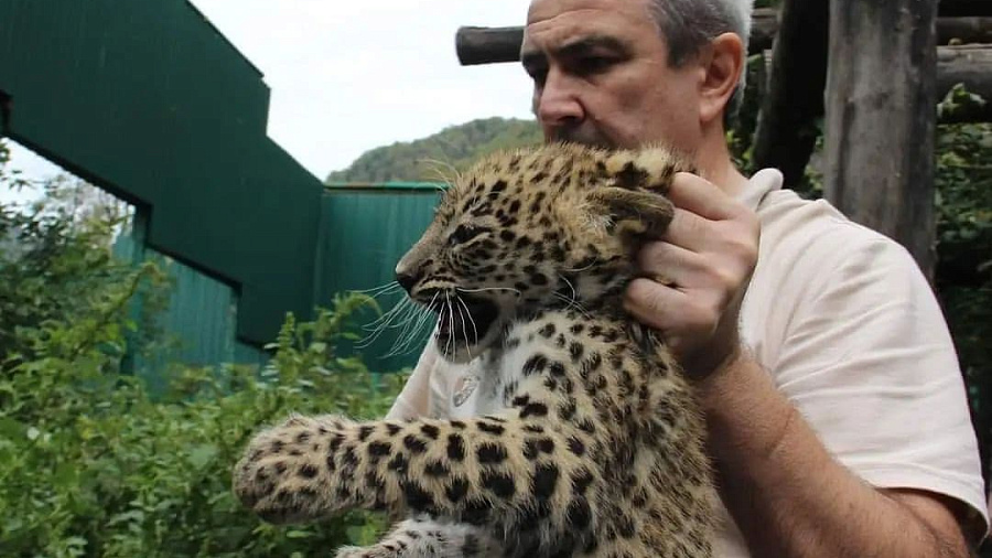 В Сочинском национальном парке назвали пол 2-месячных котят леопарда