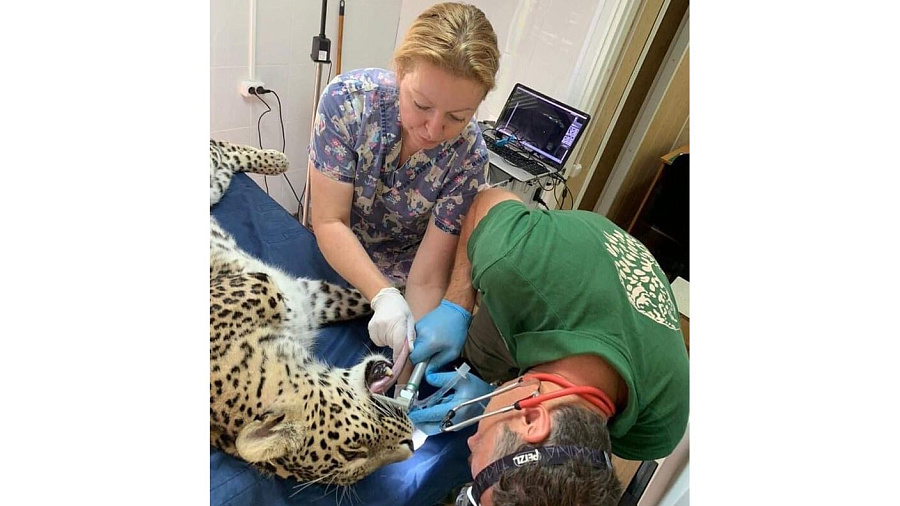 В Сочинском национальном парке леопардесса Олимпия сходила на прием к стоматологу