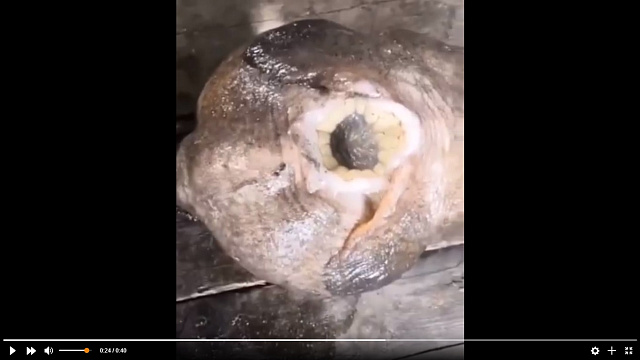 Жуткое существо с огромным ртом и присосками перепугало рыбаков на Сахалине 