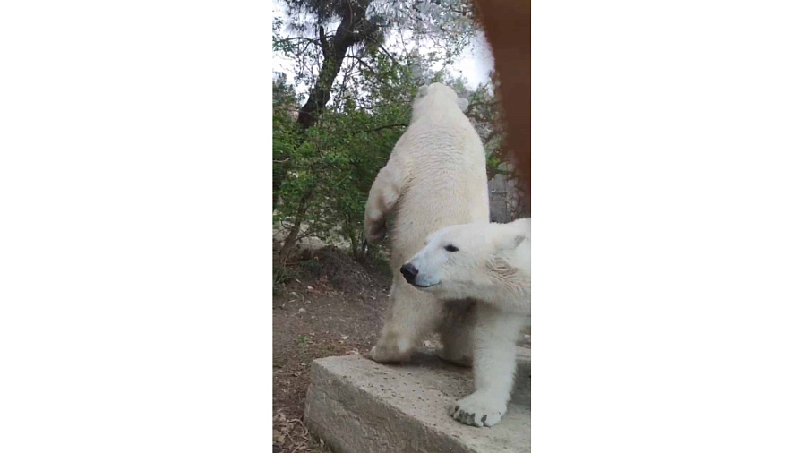Поменяли молочные зубы на коренные и не помещаются на весах. Как подросли белые медвежата из Сафари-Парка в Геленджике