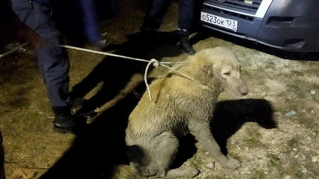 В Новороссийске спасатели помогли овчарке, провалившейся в колодец с водой