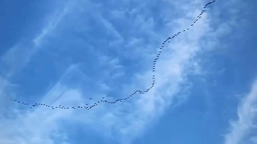 Танец большой стаи птиц в небе восхитил жителей Сочи. Видео