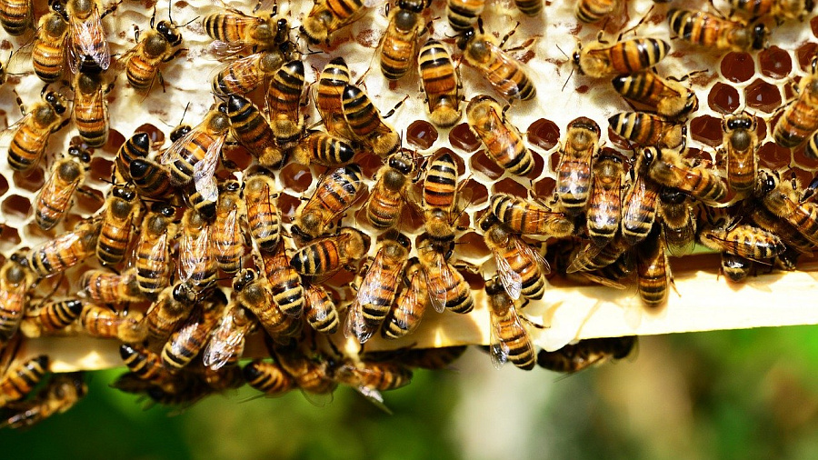 Пасечники сообщили о массовой гибели пчел в Краснодарском крае