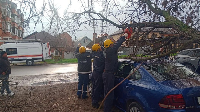 В Краснодаре дерево рухнуло на припаркованное авто