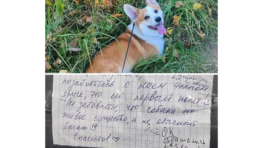 «Обращались, как со своей!»: в Сочи сотрудники аэропорта умилили хозяйку собаки, летевшую из Казани, трогательной запиской