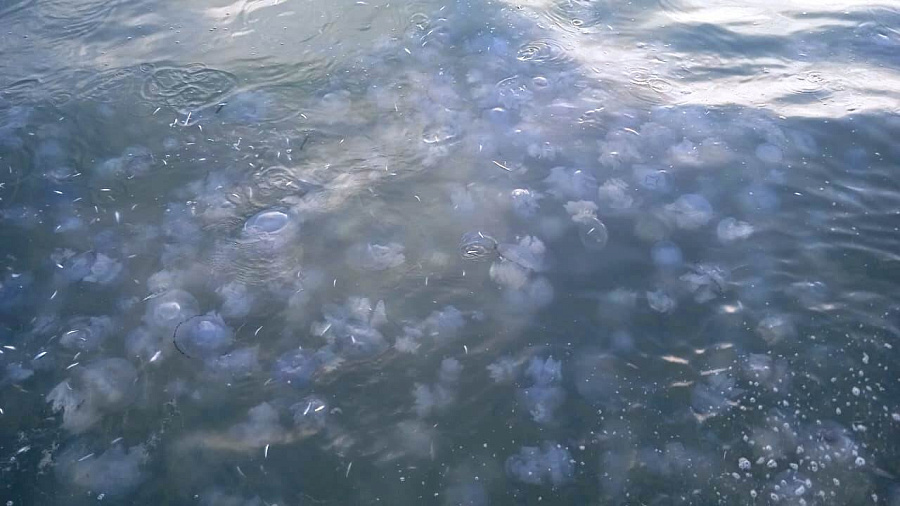 Гигантские 10-килограмовые медузы появились у берегов Азовского моря