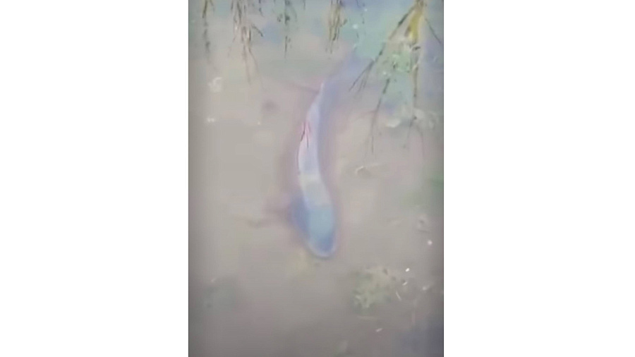 Житель Приморско-Ахтарска после паводка обнаружил морскую рыбу у себя на огороде. Видео