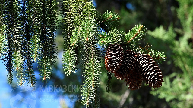 Ученые рассказали, где в Сочи можно встретить дерево-«предсказателя погоды»