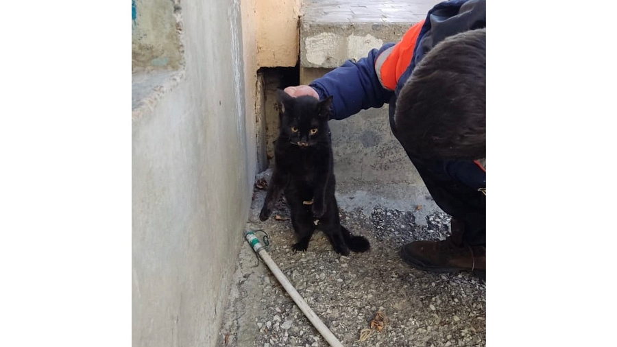 В Новороссийске спасатели вытащили котенка, просидевшего под крыльцом больше 3 дней