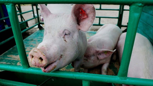 На Кубани ввели карантин из-за вируса африканской чумы