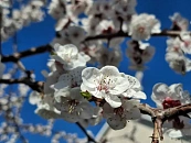 Температура выше нормы установилась на Кубани под влиянием циклона