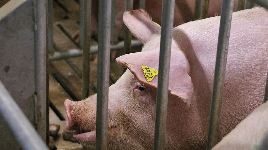 В Ейском районе уничтожили более 20 тысяч свиней из-за африканской чумы
