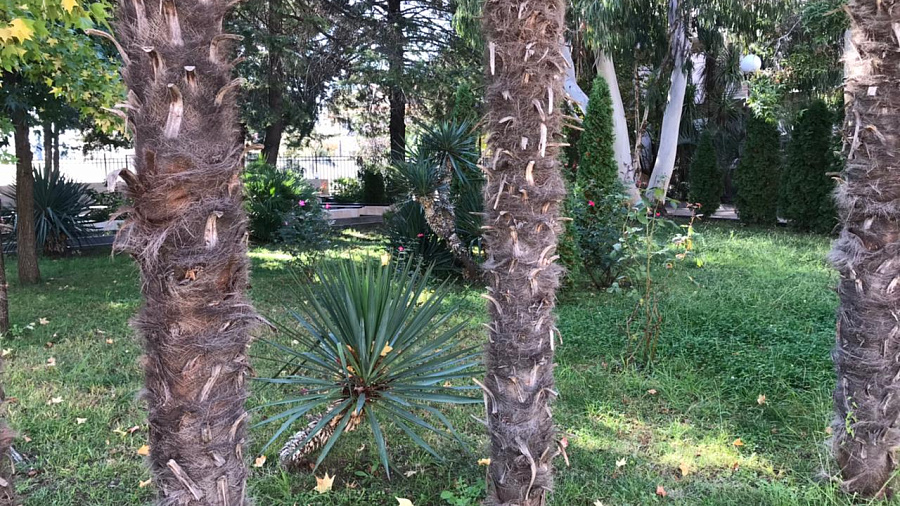 В Сочи, а также на курортах Кубани 10 ноября погода порадует солнечными периодами и комфортным теплом