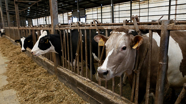 Краснодарскому краю на поддержку АПК дополнительно выделили миллиард рублей