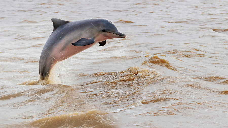 Светлана Радионова о гибели дельфинов у берегов Кубани: «Мы не видим заключений ученых о том, что это произошло в результате загрязнения Черного моря»