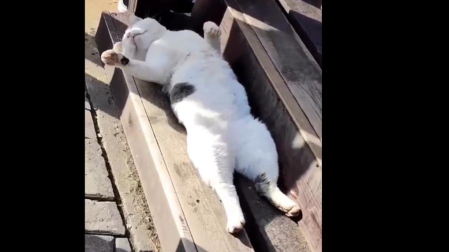 В Сочи кот, лениво загорающий на горнолыжном курорте, попал на видео и восхитил пользователей Сети
