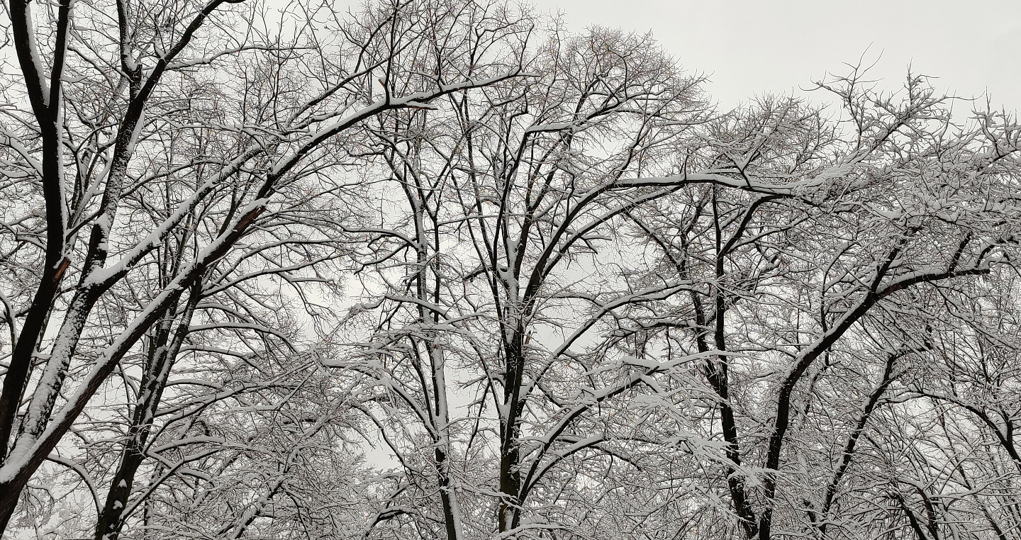 Кубань, включая побережье Черного моря, засыпало снегом 