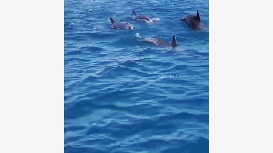 Несколько десятков дельфинов окружили лодку туристов из Сочи и удивили подписчиков Сети (ВИДЕО)