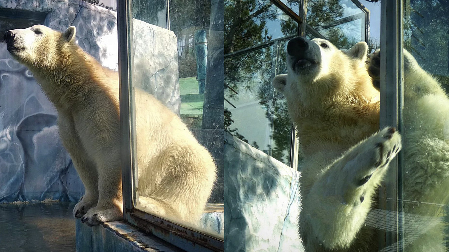 В Сафари-Парке Геленджика показали белого медвежонка, принимающего солнечные ванны